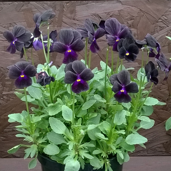 Victorian Viola Prunella